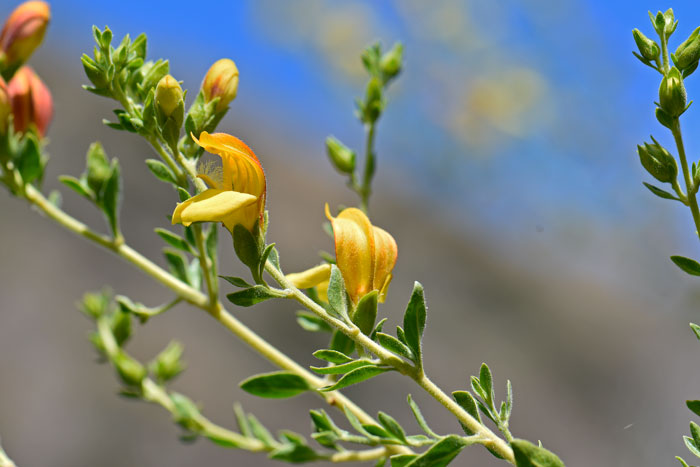 Snapdragon Penstemon has green lanceolate leaves, opposite along the stems that grow in axillary clusters. Flowers are attractive, yellow with fine hairs. Keckiella antirrhinoides